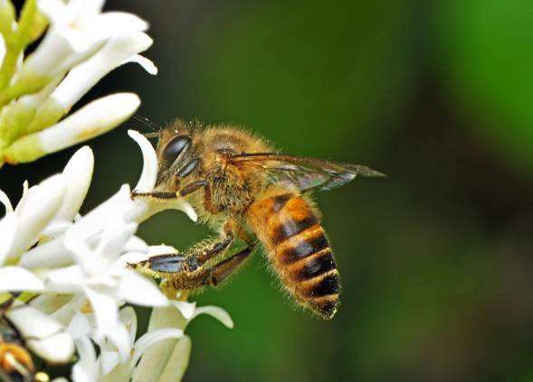 蜜蜂和黃蜂的區別 蜜蜂和黃蜂的區別