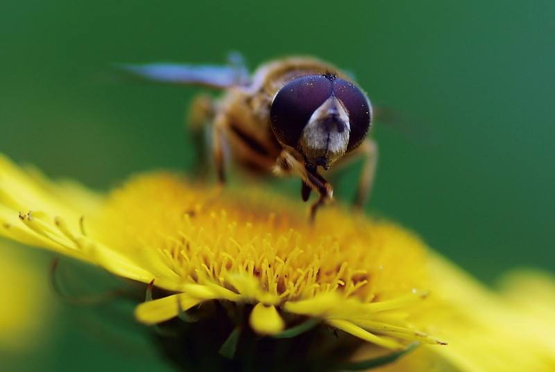 蜜蜂和黃蜂的區別 蜜蜂和黃蜂的區別