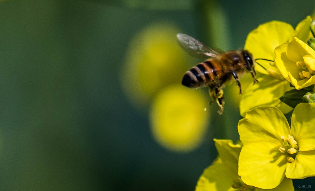 阿壩中蜂下雨天都采蜜嗎(下雨天蜜蜂還采蜜是什么問題) 阿壩中蜂下雨天都采蜜嗎(下雨天蜜蜂還采蜜是什么問題)