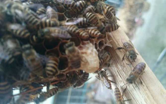 <p>     工蜂產卵是養蜂生產中經常遇到的事情，尤以蜂群失王且不能急造王臺時最為普遍，事實上工蜂也是具備一定生殖能力的雌蜂，有時工蜂產的卵甚至還能被急造成王臺，下面一起來看一看工蜂產的王臺是不是蜂王吧！ </p> <p style="TEXT-ALIGN: center">     <img alt="王臺"  data-cke-saved-src="http://www.kumifeng.com/uploadfile/2019/0716/20190716071017323.jpg"/> src="http://www.kumifeng.com/uploadfile/2019/0716/20190716071017323.jpg"/> </p> <p>     <strong>一、性別</strong> </p> <p>     工蜂和蜂王一樣是受精卵發育成的雌性蜜蜂，但工蜂的生殖器官發育并不完善，事實上導致這種差異的根本原因是工蜂和蜂王在幼蟲期的食物不同，其中蜂王始終以蜂王漿為食并能完成生殖器官的發育，而工蜂在吃三天蜂王漿之后就只能以花粉和花蜜為食。 </p> <p style="TEXT-ALIGN: center">     <img alt="王臺"  data-cke-saved-src="http://www.kumifeng.com/uploadfile/2019/0716/20190716071026507.jpg"/> src="http://www.kumifeng.com/uploadfile/2019/0716/20190716071026507.jpg"/> </p> <p>     <strong>二、產卵</strong> </p> <p>     工蜂實際上是具備一定生殖能力的雌性蜜蜂，當蜂群中有蜂王時工蜂卵巢發育會受到蜂王分泌的蜂王信息素所抑制，而且即便是有少數工蜂在產卵這些工蜂的卵也會被蜂王清理掉，一旦蜂群失王且無法急造王臺來培育新王時大量工蜂便會因卵巢發育而產卵。 </p> <p style="TEXT-ALIGN: center">     <img alt="王臺"  data-cke-saved-src="http://www.kumifeng.com/uploadfile/2019/0716/20190716071035956.jpg"/> src="http://www.kumifeng.com/uploadfile/2019/0716/20190716071035956.jpg"/> </p> <p>     <strong>三、造臺</strong> </p> <p>     蜂群失王后工蜂能用工蜂小幼蟲來急造王臺，但前提是群勢要足夠強且蜂群中有適齡工蜂小幼蟲，一旦蜂群不能急造王臺則大量工蜂開始產卵且少數工蜂卵也能完成孵化，若此時蜂群仍有強烈的育王意念時甚至還能看到工蜂用工蜂卵孵化成的幼蟲急造王臺。 </p> <p style="TEXT-ALIGN: center">     <img alt="王臺"  data-cke-saved-src="http://www.kumifeng.com/uploadfile/2019/0716/20190716071045833.jpg"/> src="http://www.kumifeng.com/uploadfile/2019/0716/20190716071045833.jpg"/> </p> <p>     <strong>四、論述</strong> </p> <p>     工蜂產卵急造成的王臺絕對不能培育出蜂王，原因是工蜂的生殖器官發育不完善且只能產未受精卵，這些未受精卵就算能順利孵化也只能發育成雄蜂，而蜂王則必須是由受精卵發育成且終身以蜂王漿為食的雌蜂，另外工蜂卵急造的王臺很快會被蜂群破壞掉。 </p> <p>     綜上所述，蜂群失王后工蜂雖然能因卵巢發育而產卵，但只能產未受精卵(卵細胞)且只能發育成雄蜂，因此工蜂產卵急造的王臺絕對不能培育出蜂王，而且在這些王臺羽化之前往往會被蜂群破壞掉。 </p>