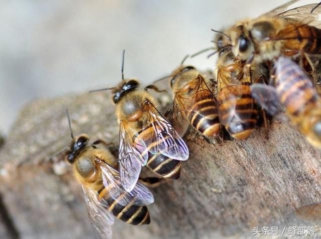 蜜蜂的平均壽命一般有多長(zhǎng)?能活多久? 蜜蜂的平均壽命一般有多長(zhǎng)?能活多久?