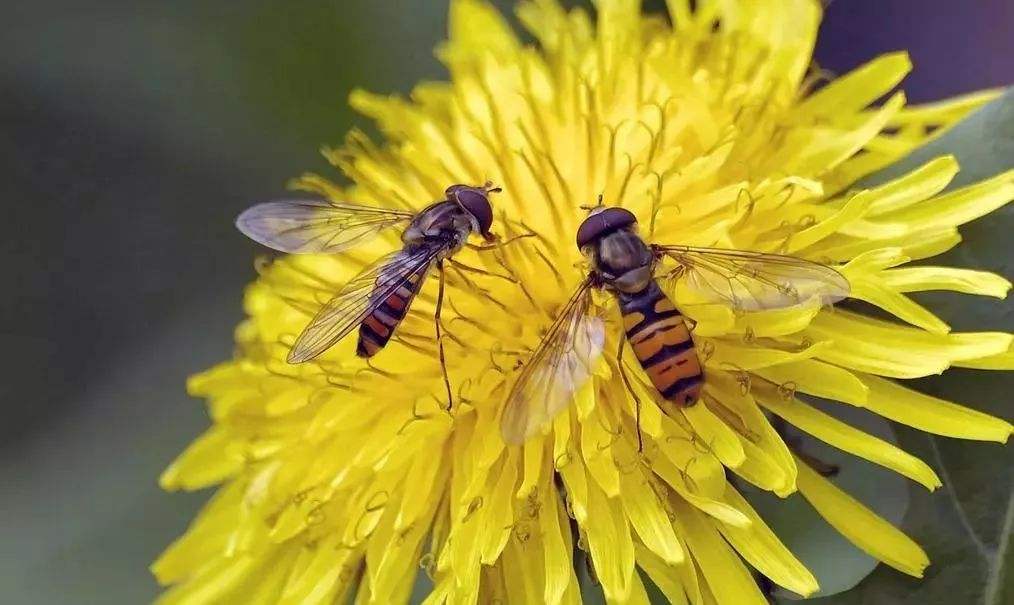 蜜蜂孢子蟲病如何防治？