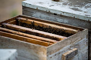 養(yǎng)蜜蜂的蜂箱通風口應該裝在什么位置(詳解蜂箱通風口安裝位置) 養(yǎng)蜜蜂的蜂箱通風口應該裝在什么位置(詳解蜂箱通風口安裝位置)