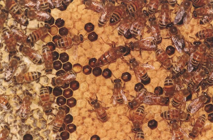 白山6號(hào)蜜蜂(白山6號(hào)蜜蜂的優(yōu)點(diǎn)和缺點(diǎn)) 白山6號(hào)蜜蜂(白山6號(hào)蜜蜂的優(yōu)點(diǎn)和缺點(diǎn))