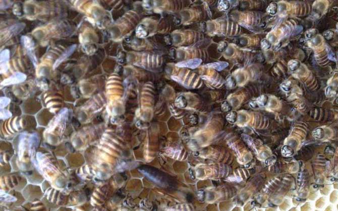 白山6號(hào)蜜蜂(白山6號(hào)蜜蜂的優(yōu)點(diǎn)和缺點(diǎn)) 白山6號(hào)蜜蜂(白山6號(hào)蜜蜂的優(yōu)點(diǎn)和缺點(diǎn))