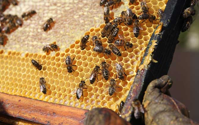 常見(jiàn)的四大蟲(chóng)害