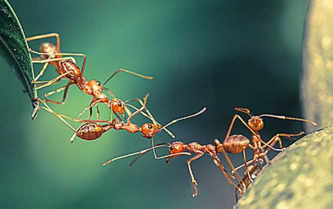 蜜蜂和螞蟻有什么區(qū)別? 蜜蜂和螞蟻