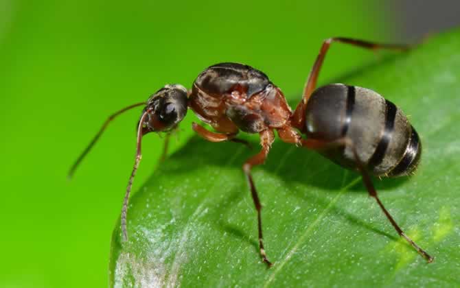 蜜蜂和螞蟻有什么區(qū)別? 蜜蜂和螞蟻