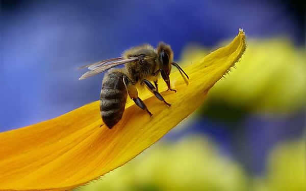 工蜂如何喂養(yǎng)幼蟲的？