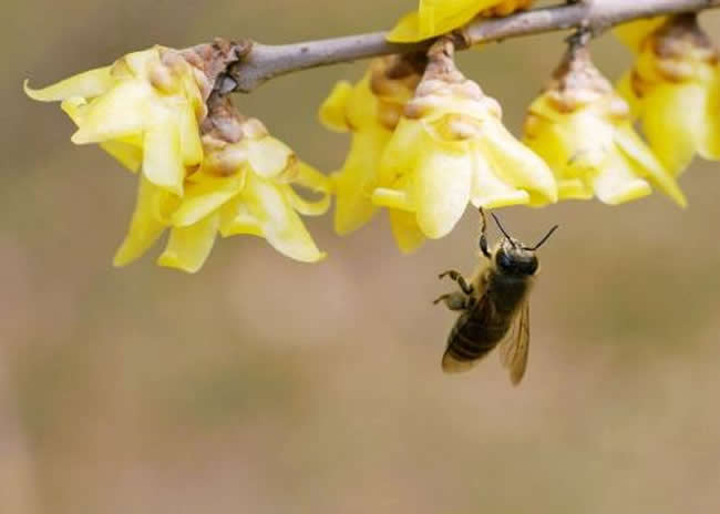 自然分蜂后怎么處理？