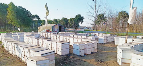 意蜂王籠多少錢一個(囚王籠多少錢一個) 意蜂王籠多少錢一個(囚王籠多少錢一個)