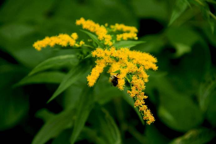 【蜜蜂養殖】驅趕蜜蜂的最佳方法 驅趕蜜蜂的最佳方法