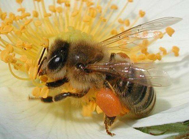 【蜜蜂養殖】驅趕蜜蜂的最佳方法 驅趕蜜蜂的最佳方法
