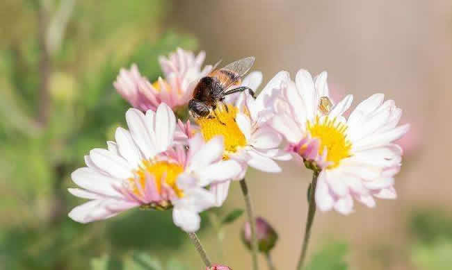 工蜂拖幼蟲是什么原因? 工蜂拖幼蟲是什么原因?