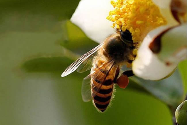【蜜蜂知識】蜜蜂如何培養蜂王? 蜜蜂如何培養蜂王?