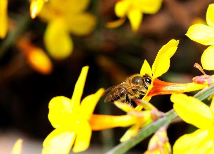 【蜜蜂知識】蜜蜂如何培養蜂王? 蜜蜂如何培養蜂王?