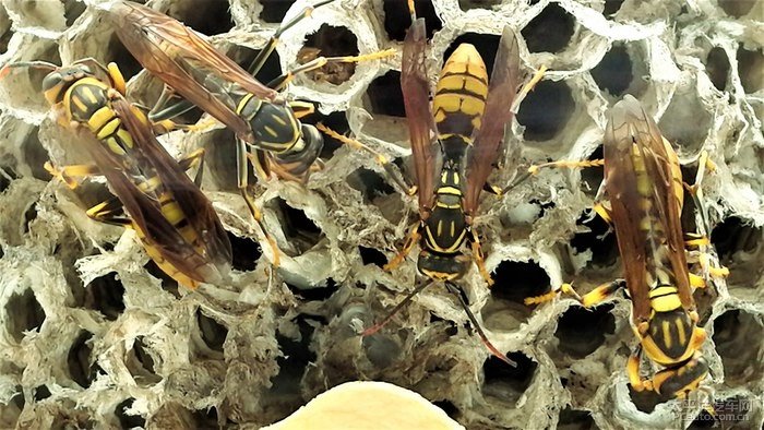 馬蜂有蜂王嗎（馬蜂王和馬蜂的區(qū)別）