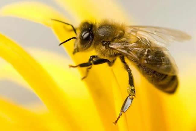 【蜜蜂知識】意大利蜂的優(yōu)缺點 意大利蜂的優(yōu)缺點
