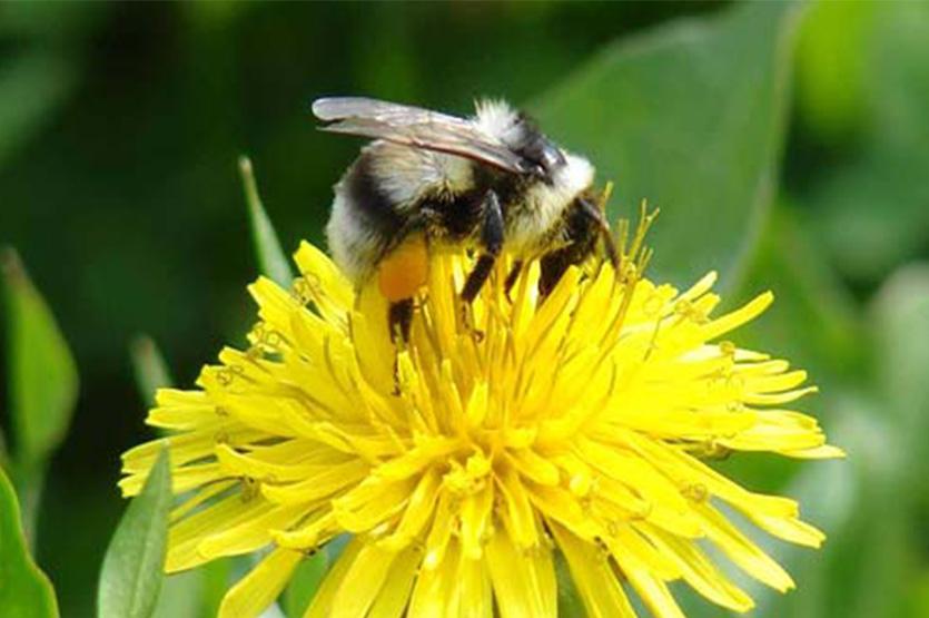 【蜜蜂知識】意大利蜂的優(yōu)缺點 意大利蜂的優(yōu)缺點