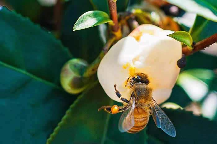 中蜂如何飼養雙王群？有什么優點和缺點(中蜂雙王群的三利三弊)