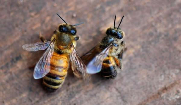 【蜜蜂知識(shí)】夏季蜂王停產(chǎn)的原因? 【蜜蜂知識(shí)】夏季蜂王停產(chǎn)的原因?