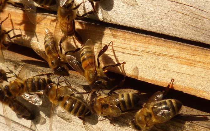 蜜蜂養(yǎng)殖新技術(shù)及注意事項(xiàng)（蜜蜂養(yǎng)殖實(shí)用技術(shù)介紹）