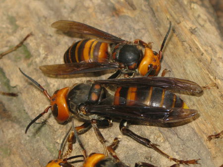 中國大虎頭蜂和夜蜂誰更強（虎頭蜂和夜蜂誰的毒性更強）