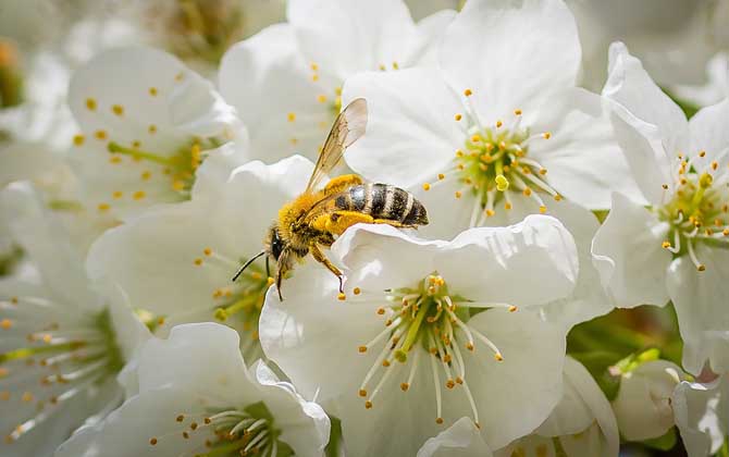 工蜂是什么性別的(工蜂是公的還是母的) 工蜂是什么性別的(工蜂是公的還是母的)
