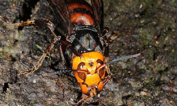 喀爾巴阡蜂的優缺點（喀爾巴阡蜂的品種優勢）