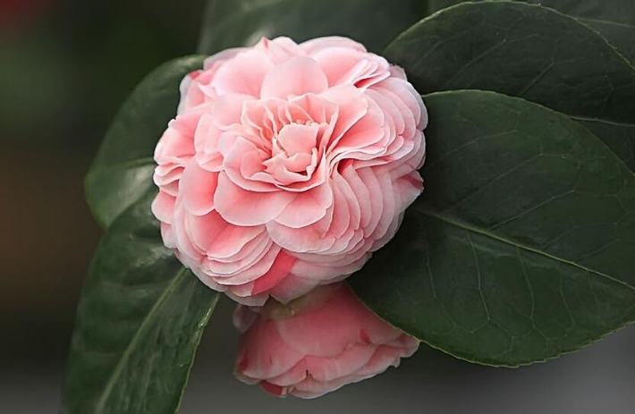 山茶花什么時(shí)候開(kāi)花(山茶花的開(kāi)花時(shí)間和周期) 山茶花什么時(shí)候開(kāi)花(山茶花的開(kāi)花時(shí)間和周期)