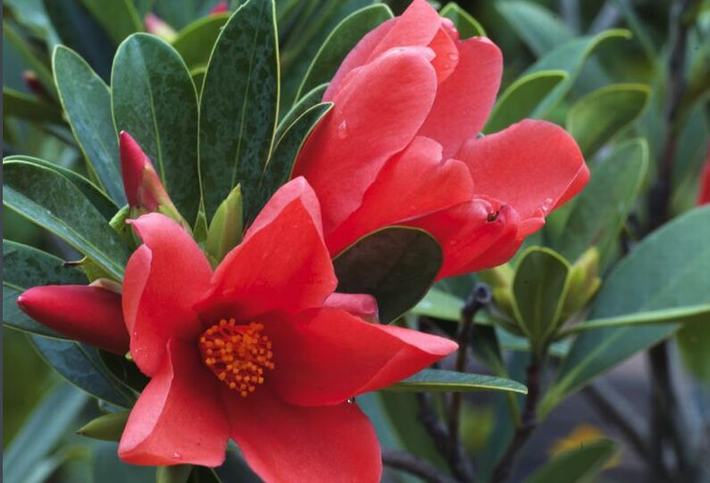 山茶花什么時(shí)候開(kāi)花(山茶花的開(kāi)花時(shí)間和周期) 山茶花什么時(shí)候開(kāi)花(山茶花的開(kāi)花時(shí)間和周期)