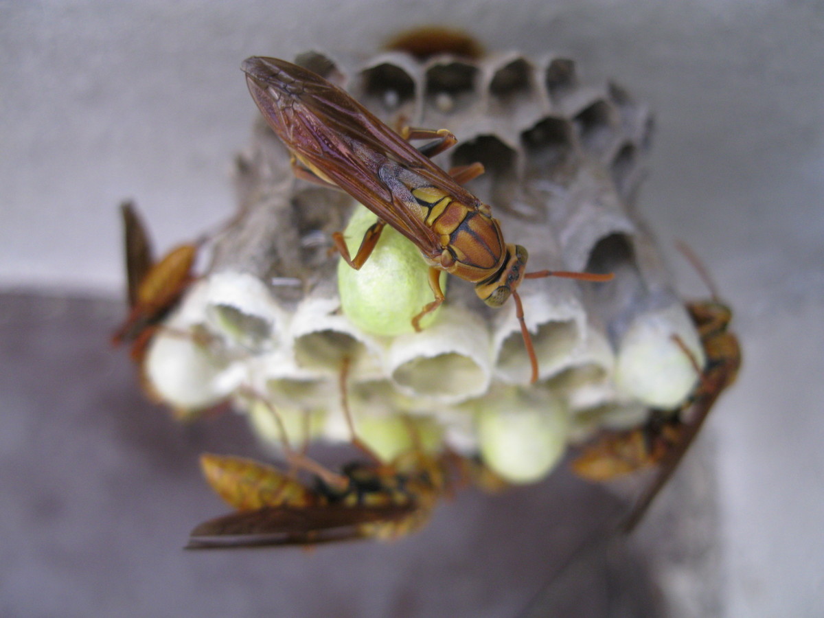 馬蜂的毒性有多大（馬蜂的毒性對身體有什么害處）