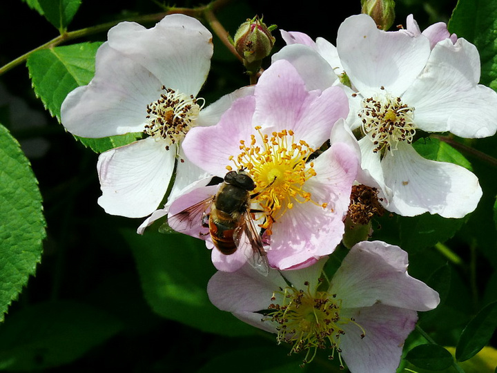【蜜蜂知識(shí)】蜜蜂為什么正在逐漸消失? 【蜜蜂知識(shí)】蜜蜂為什么正在逐漸消失?