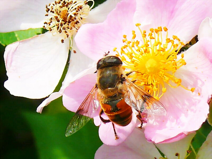 【蜜蜂知識(shí)】蜜蜂為什么正在逐漸消失? 【蜜蜂知識(shí)】蜜蜂為什么正在逐漸消失?