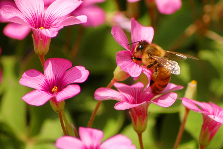 【蜜蜂知識(shí)】蜜蜂為什么正在逐漸消失? 【蜜蜂知識(shí)】蜜蜂為什么正在逐漸消失?