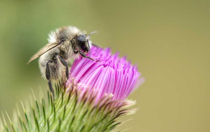 蜜蜂為什么會自然分蜂? 自然分蜂