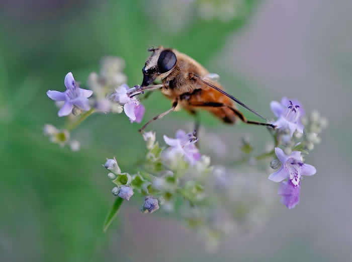 【蜜蜂知識】松丹一號的優(yōu)點和缺點 松丹一號的優(yōu)點和缺點