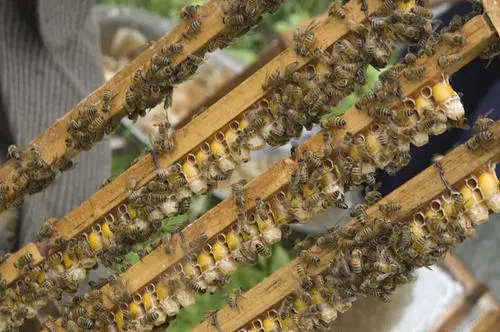 雄蜂試飛八天多了怎么沒有分蜂(雄蜂試飛后多久分蜂) 雄蜂試飛八天多了怎么沒有分蜂(雄蜂試飛后多久分蜂)