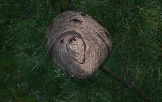 摘馬蜂窩最佳時間 摘馬蜂窩最佳時間