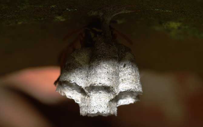 摘馬蜂窩最佳時間 摘馬蜂窩最佳時間