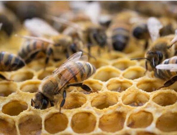 蜜蜂養(yǎng)殖的十大忌諱(蜜蜂養(yǎng)殖需要注意什么) 蜜蜂養(yǎng)殖的十大忌諱(蜜蜂養(yǎng)殖需要注意什么)