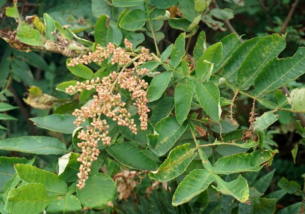 鹽膚木是蜜源植物嗎（鹽膚木的花期時間）