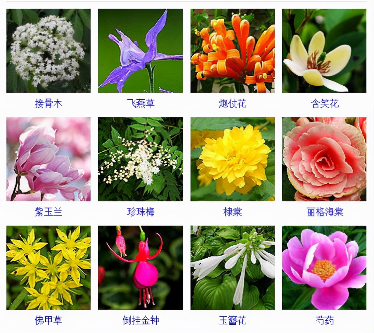 植物品種名稱大全（最常見的800種景觀觀花植物，附植物習性種植）