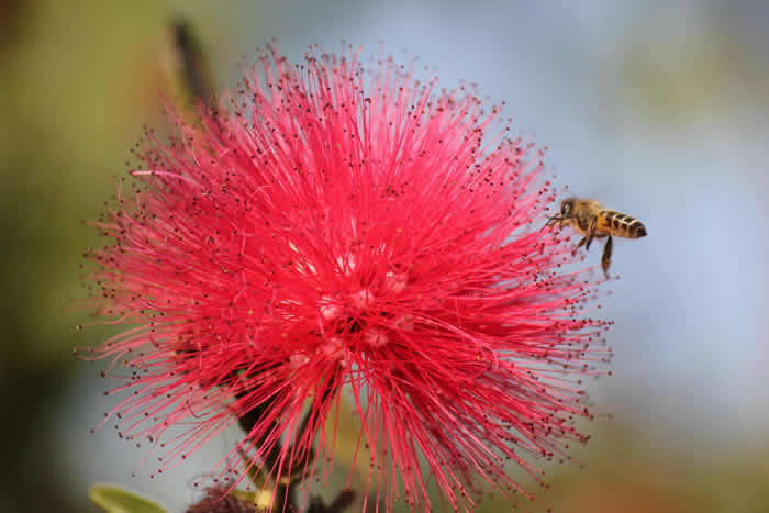 【蜜蜂知識】中蜂什么時候開始春繁? 中蜂什么時候開始春繁?