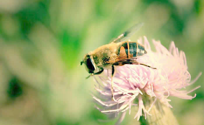 【蜜蜂知識】中蜂什么時候開始春繁? 中蜂什么時候開始春繁?