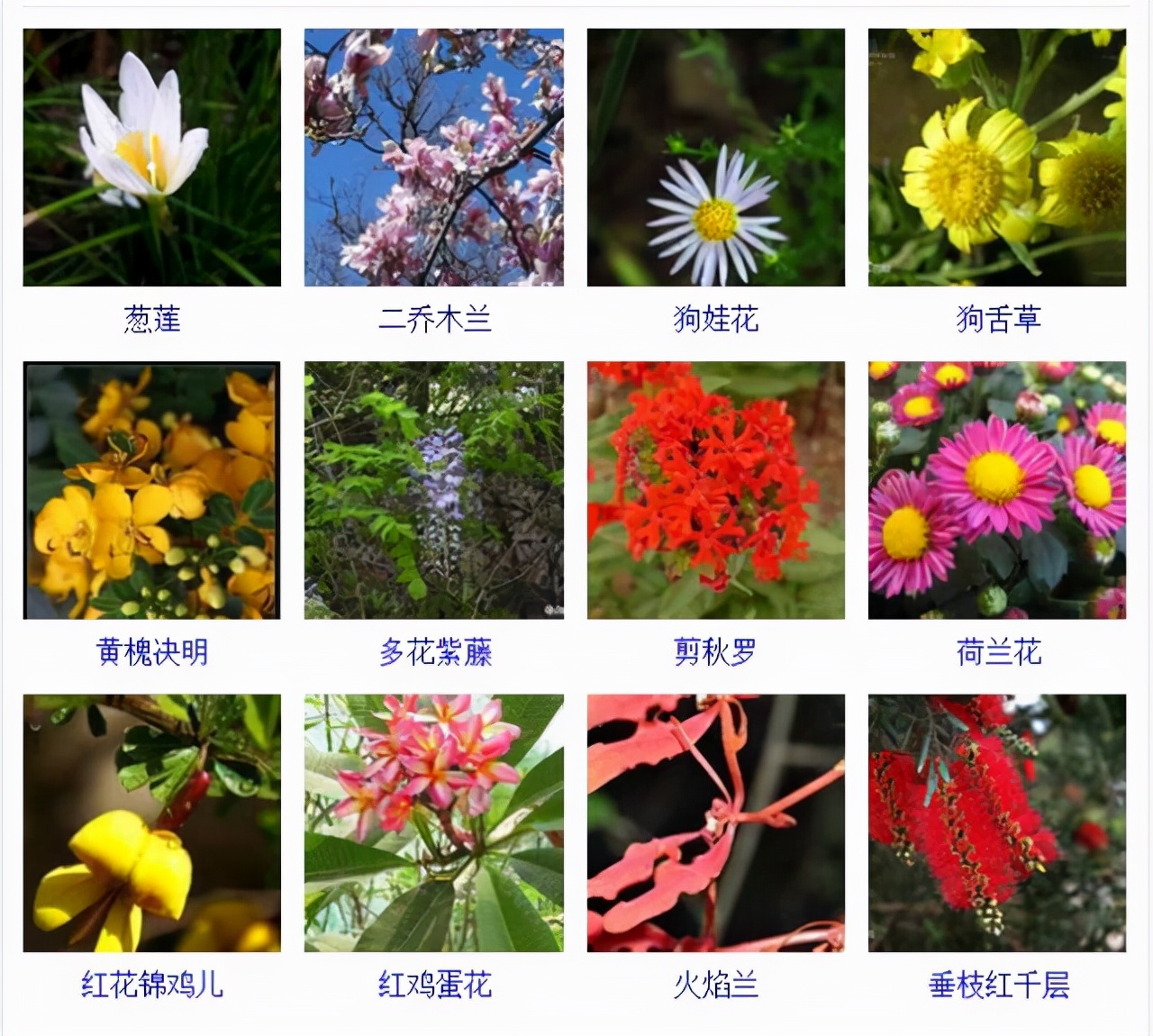 植物品種名稱大全（最常見的800種景觀觀花植物，附植物習性種植）