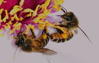 松丹一號(hào)蜂王在海南適應(yīng)嗎(松丹一號(hào)飼養(yǎng)管理) 松丹一號(hào)蜂王在海南適應(yīng)嗎(松丹一號(hào)飼養(yǎng)管理)