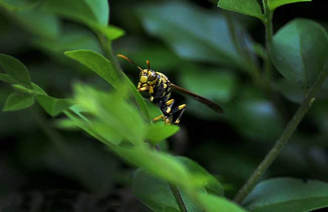 牛角蜂蟄了會不會死人(被牛角蜂蟄了的危險(xiǎn)嚴(yán)重程度) 牛角蜂蟄了會不會死人(被牛角蜂蟄了的危險(xiǎn)嚴(yán)重程度)