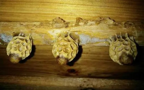 王臺基里面的幼蟲是工蜂喂食嗎(工蜂產(chǎn)的王臺有用嗎) 王臺基里面的幼蟲是工蜂喂食嗎(工蜂產(chǎn)的王臺有用嗎)