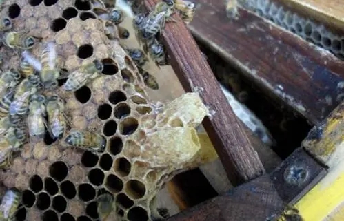 王臺基里面的幼蟲是工蜂喂食嗎(工蜂產(chǎn)的王臺有用嗎) 王臺基里面的幼蟲是工蜂喂食嗎(工蜂產(chǎn)的王臺有用嗎)